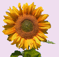 Afbeelding met lucht, plant, bloem, zonnebloem

Automatisch gegenereerde beschrijving